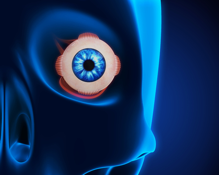 Human Eye Extraocular Musclesの写真素材