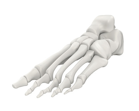 Foot Bones Anatomy Isolatedの写真素材