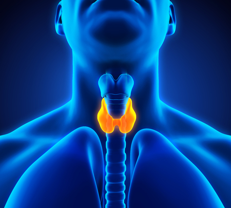 Human Thyroid Gland Anatomy Illustrationの写真素材