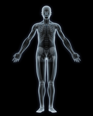 Human Skeleton Anatomy Isolatedの写真素材
