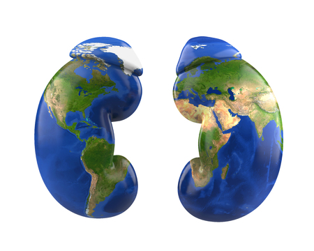 Human Kidneys with World Map. World Kidney Day Conceptの写真素材