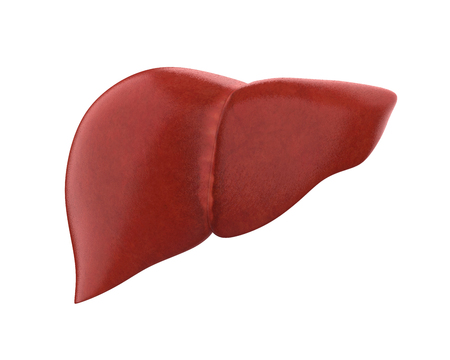 Human Liver Anatomyの写真素材