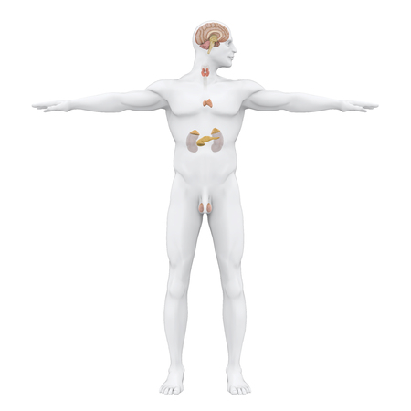 Human Endocrine System Illustrationの写真素材