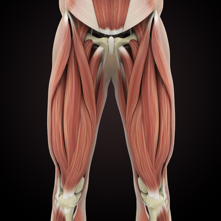 Upper Legs Muscles Anatomyの写真素材