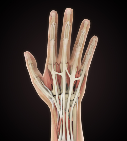Human Hand Anatomy Illustrationの写真素材