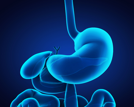 Human Stomach Anatomyの写真素材