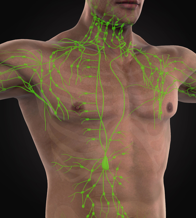 Human Lymphatic System Illustration