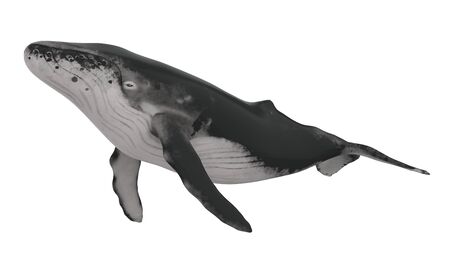 Whale Isolatedの写真素材