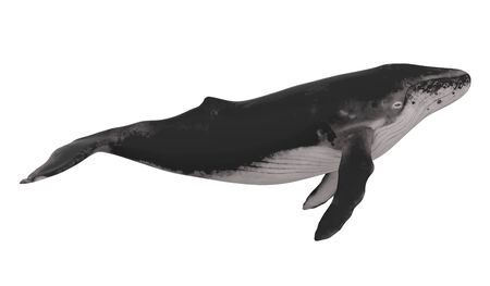 Whale Isolatedの写真素材
