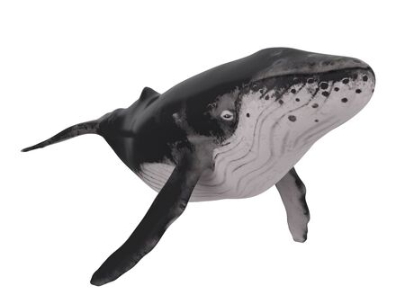 Whale Isolatedの写真素材