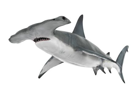 Hammerhead Shark Isolatedの写真素材