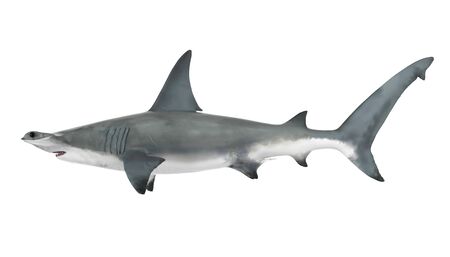 Hammerhead Shark Isolatedの写真素材