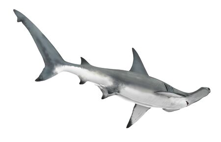Hammerhead Shark Isolatedの写真素材