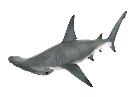 Hammerhead Shark Isolatedの写真素材