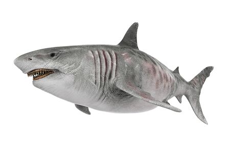 Giant Shark Isolatedの写真素材