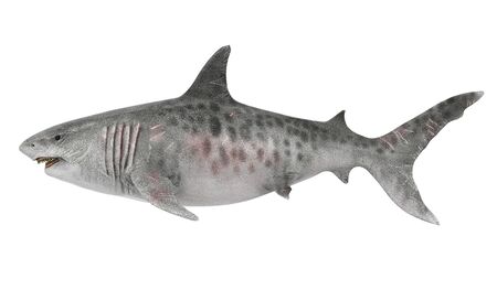 Giant Shark Isolatedの写真素材