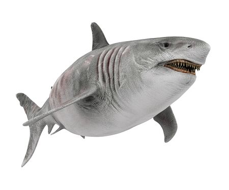 Giant Shark Isolatedの写真素材