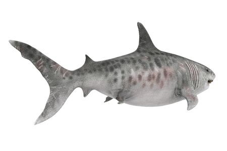 Giant Shark Isolatedの写真素材