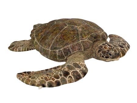 Sea Turtle Isolatedの写真素材