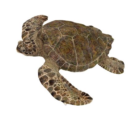Sea Turtle Isolatedの写真素材