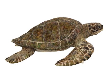 Sea Turtle Isolatedの写真素材
