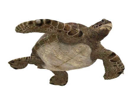 Sea Turtle Isolatedの写真素材