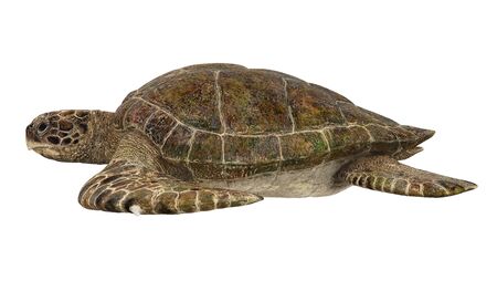 Sea Turtle Isolatedの写真素材