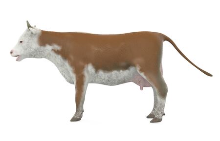 Cow Isolatedの写真素材