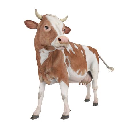 Cow Isolatedの写真素材