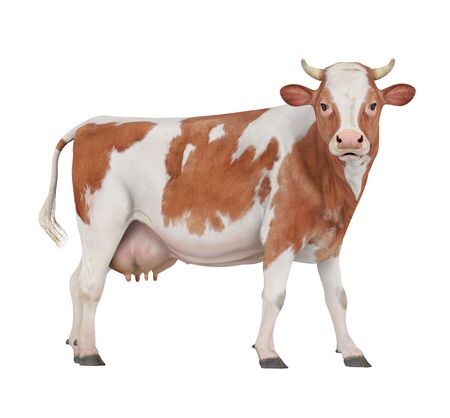 Cow Isolatedの写真素材