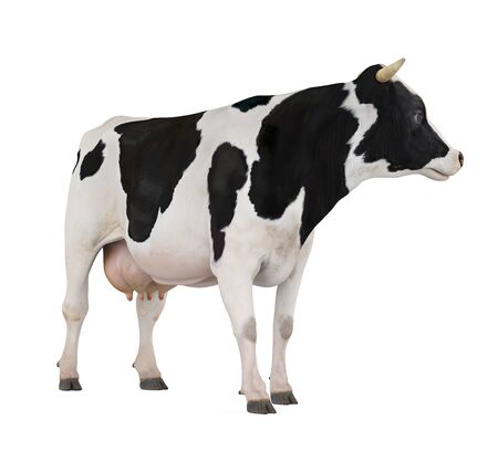 Cow Isolatedの写真素材