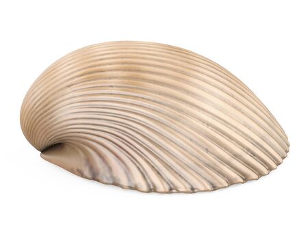 Cockle Seashell Isolatedの写真素材