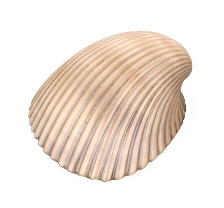 Cockle Seashell Isolatedの写真素材