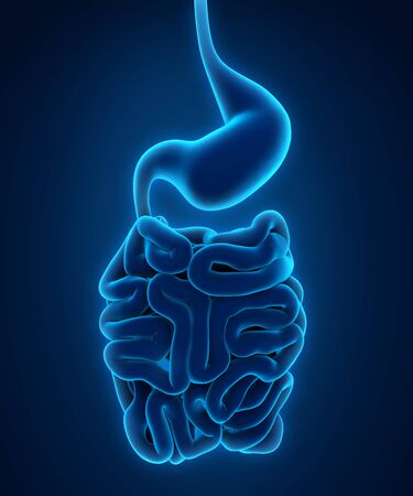 Human Digestive System Illustrationの写真素材