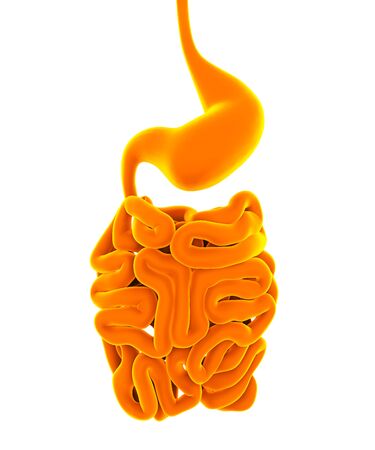 Human Digestive System Illustrationの写真素材