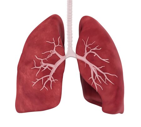 Human Lung Anatomy Illustrationの写真素材