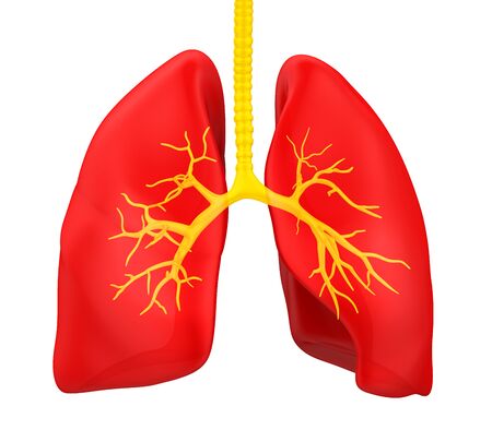 Human Lung Anatomy Illustrationの写真素材