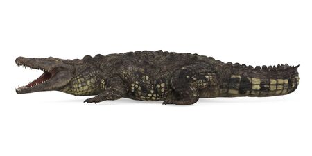 Crocodile Isolatedの写真素材