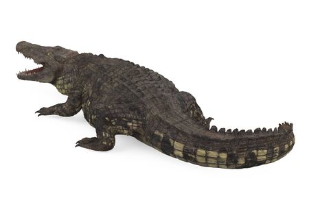 Crocodile Isolatedの写真素材