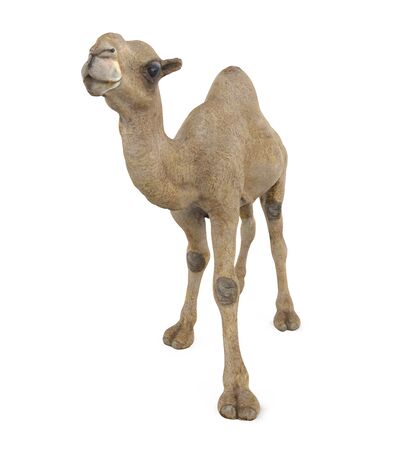 Camel Isolatedの写真素材