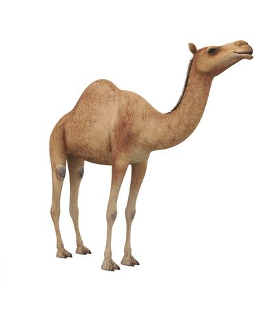 Camel Isolatedの写真素材