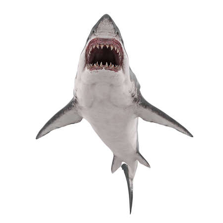 Great White Shark Isolatedの写真素材