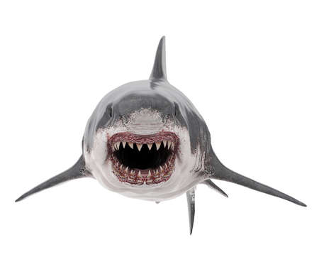Great White Shark Isolatedの写真素材