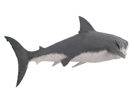 Great White Shark Isolatedの写真素材