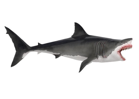 Great White Shark Isolatedの写真素材