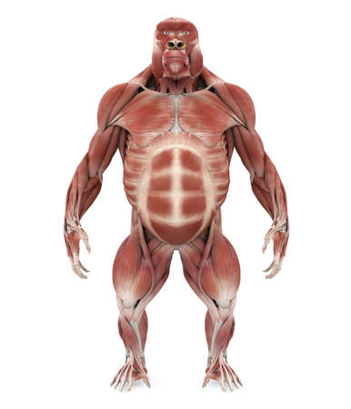 Gorilla Muscle Anatomy Illustrationの写真素材