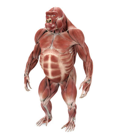 Gorilla Muscle Anatomy Illustrationの写真素材