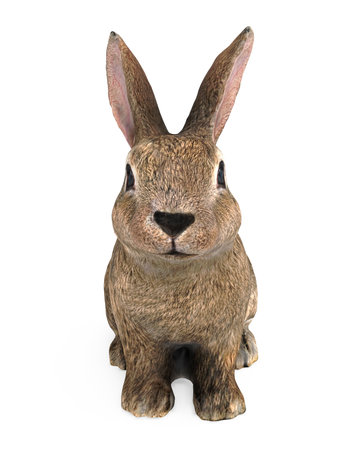 Bunny Rabbit Animal Isolatedの写真素材
