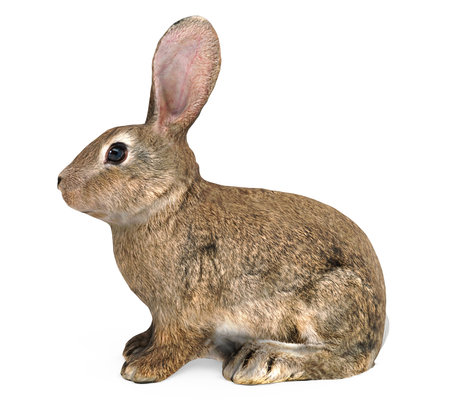 Bunny Rabbit Animal Isolatedの写真素材