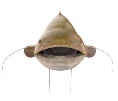 Catfish Isolated on white backgroundの写真素材